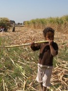 Noura Saied e la vita contadina del sud Egitto 